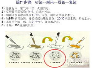 第15期食品微生物檢測(cè)實(shí)訓(xùn) 筑牢安全防線，微生物檢測(cè)精研與實(shí)戰(zhàn)